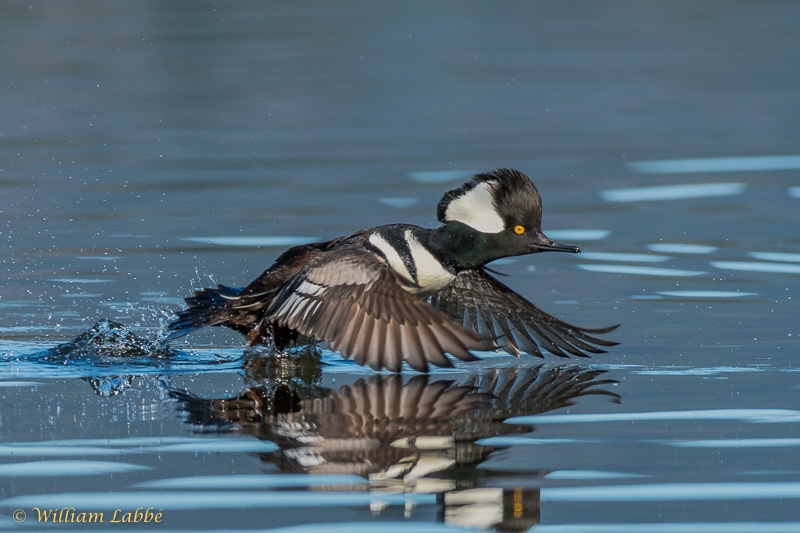 William LabbéHooded Merganser flying Low