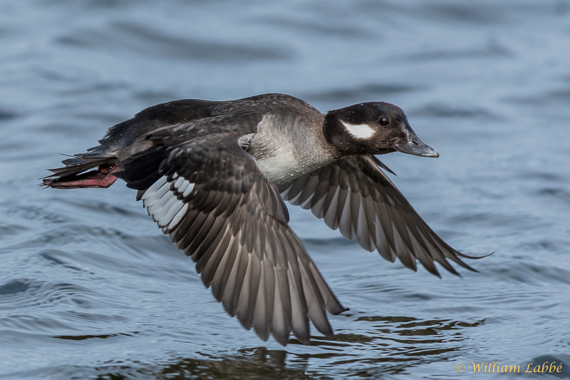 William LabbéBufflehead Duck