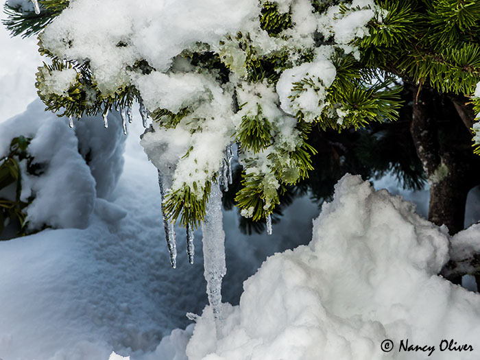 Nancy OliverFebruary Icicles