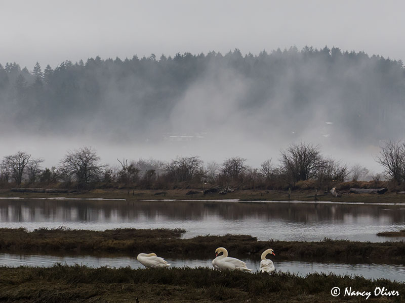 Nancy OliverA Misty Morning