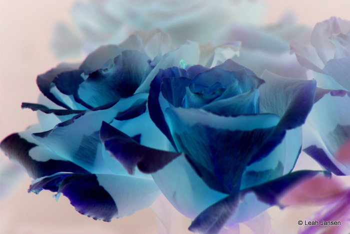Leah Janseninverted roses