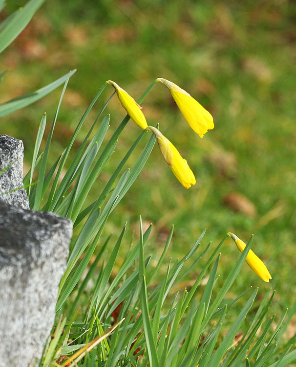Daffodil cheer