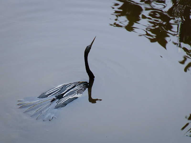 Jan HeerwagenMexican AnhingasCAPA Spring 2017 Wildlife