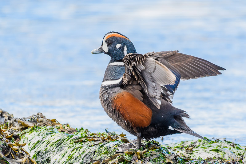 William LabbéHarlequin Duck
