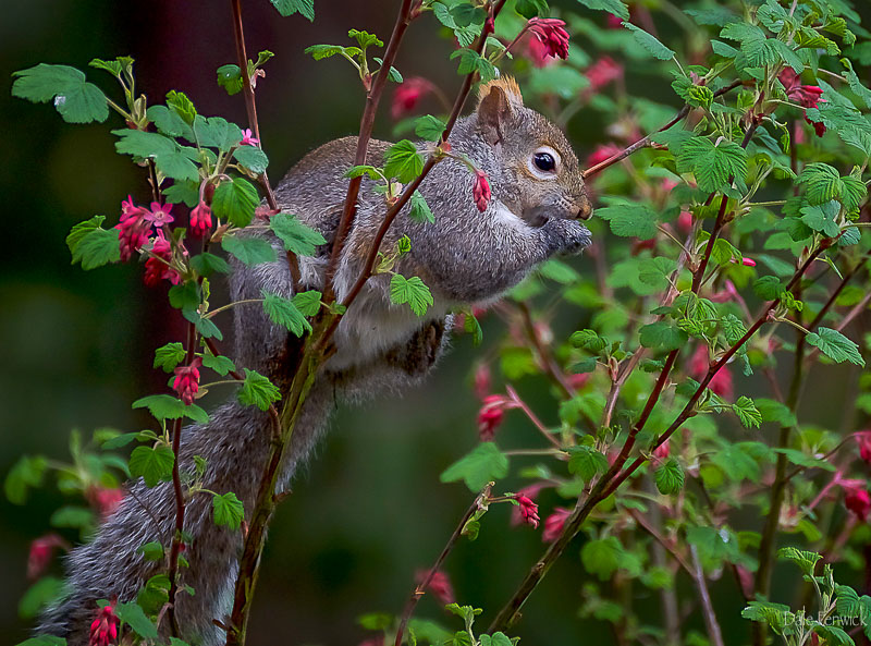 Dale FenwickA Squirrel's Balancing Skills