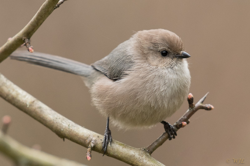 William LabbéBushtit