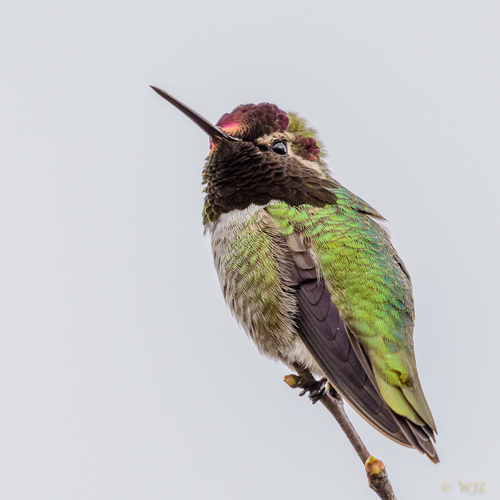 William LabbéAnna's Hummingbird