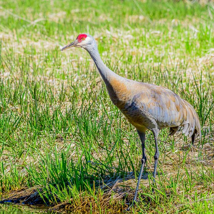 William LabbéSandhill Crane
