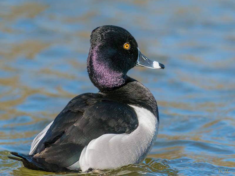 William LabbéRing-necked Duck
