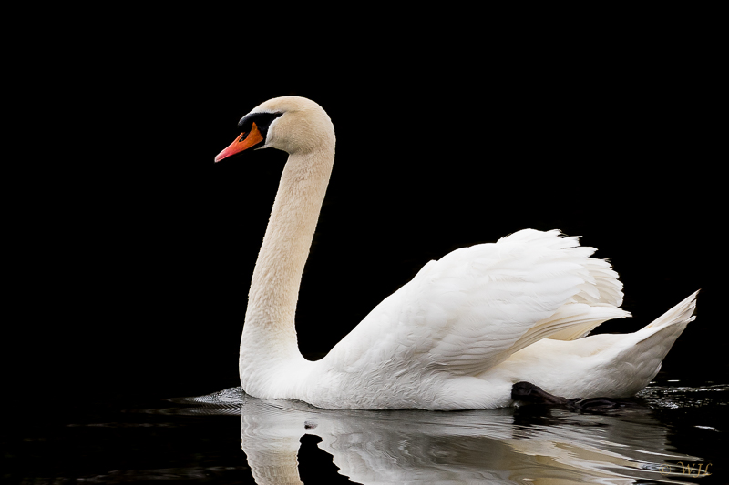 William LabbéMute Swan