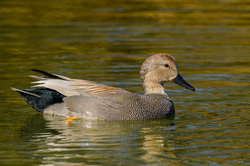William LabbéGadwall