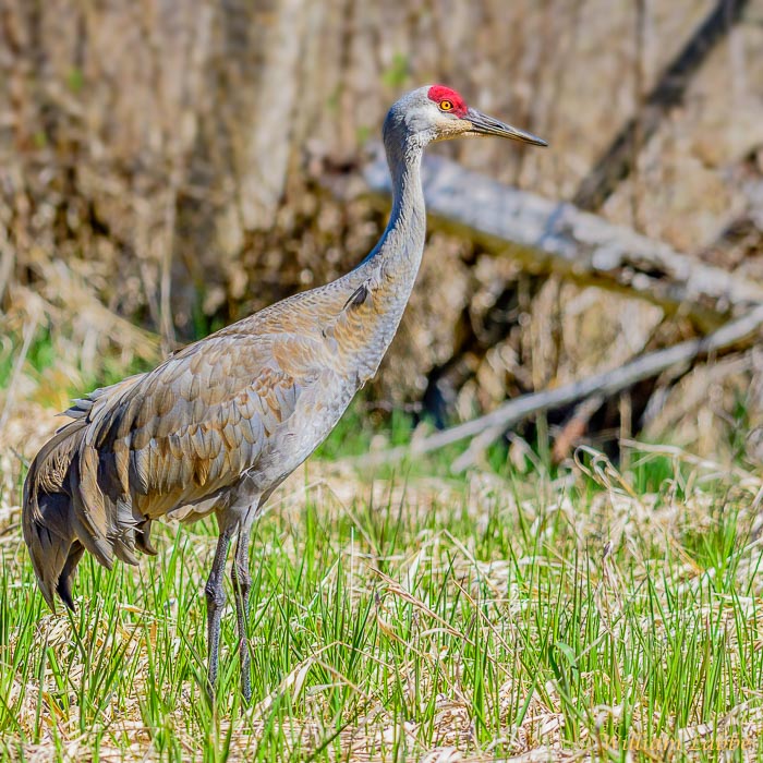 William LabbéSandhill Crane