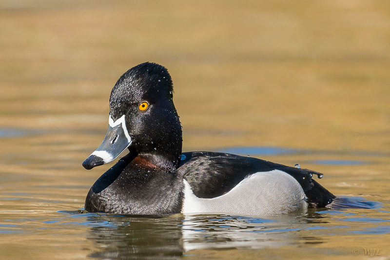William LabbéRing-necked Duck