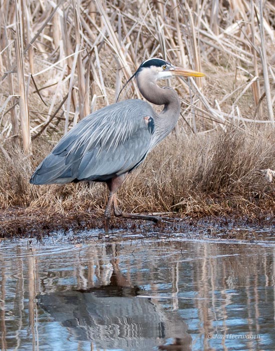 Jan HeerwagenGreat Blue Heron