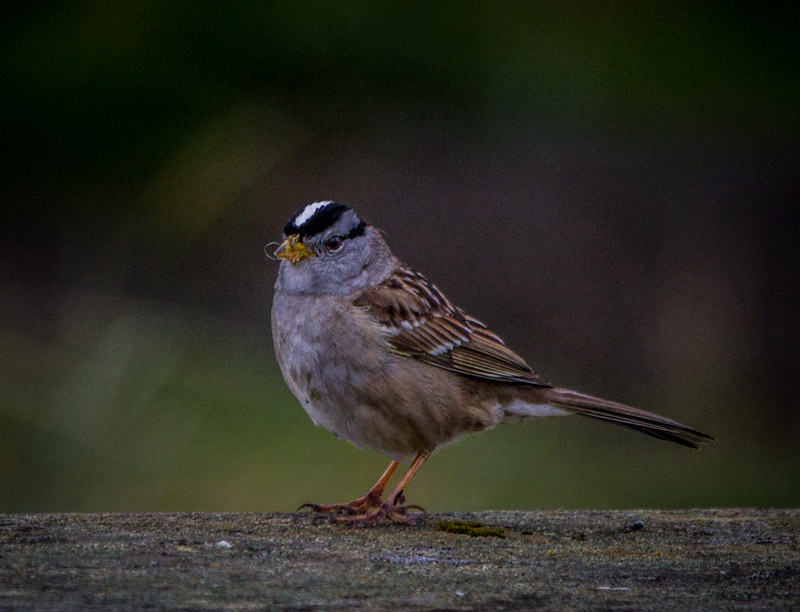 Carl Erland  Fine Food for White Crowned Sparrow