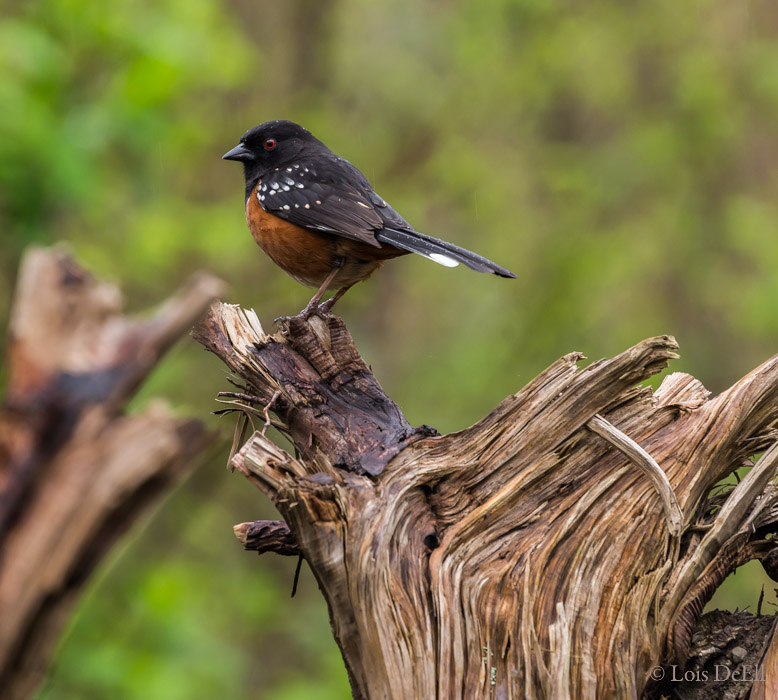 Lois DeEllWet Towhee 