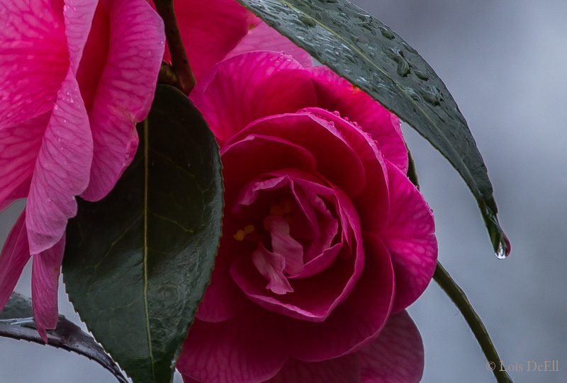 Lois DeEllSpring Fragrance