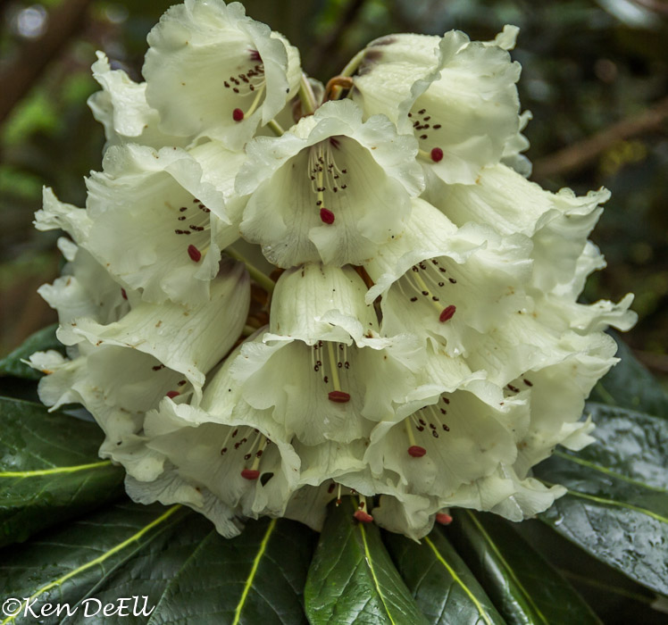 Ken DeEllRhododendron In Bloom