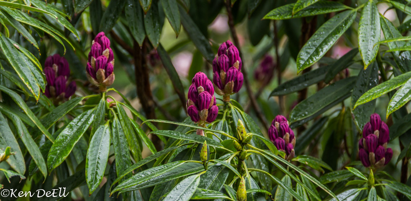 Ken DeEllRhododendron Buds