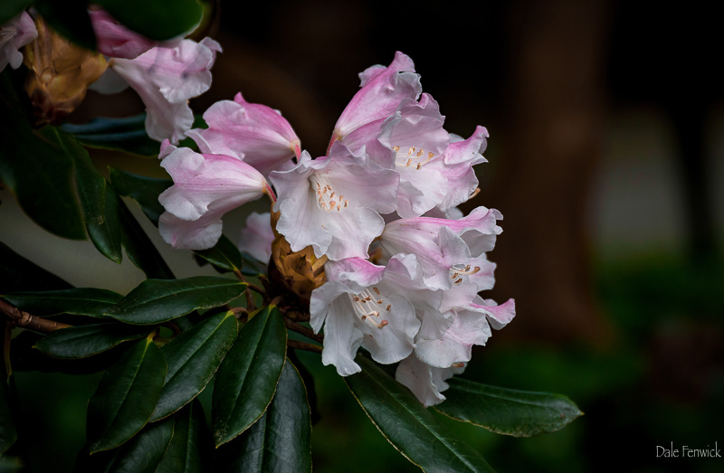 Dale FenwickIn Full Bloom