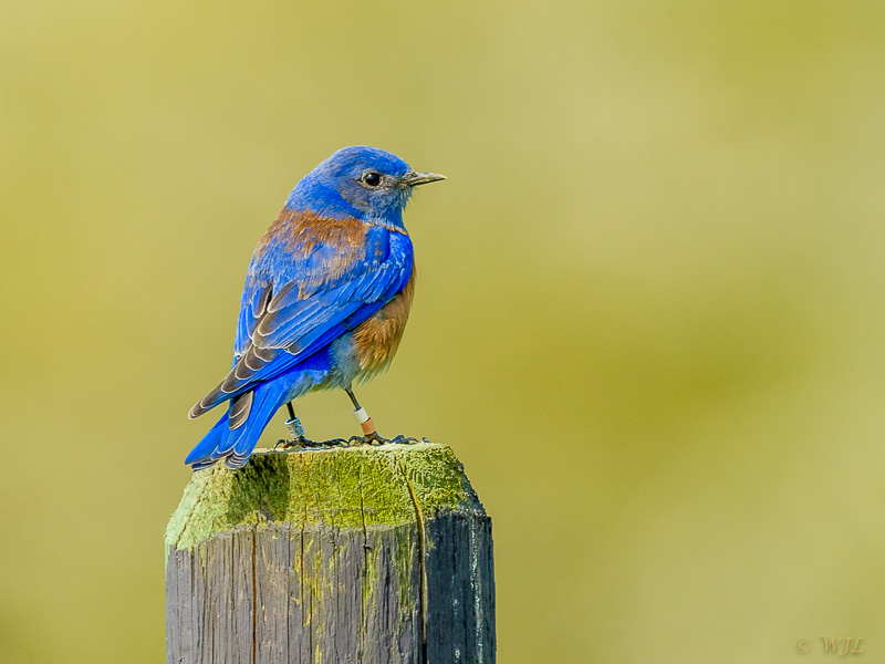 William LabbéWestern Bluebird