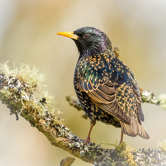 William LabbéCommon Starling