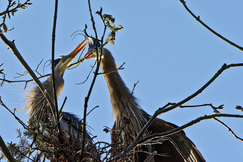 M.E.RosenNesting Herons V