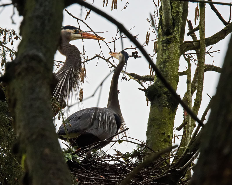 M.E.RosenNesting Herons III