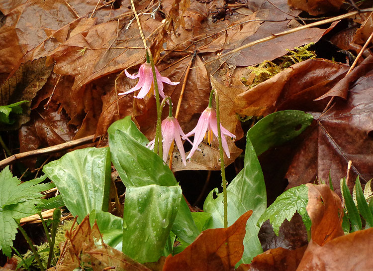 Willie Harvie<br>April 2017 Evening Favourites<br>Theme: Forest Floor<br>Pink fawn Lilies - 3rd