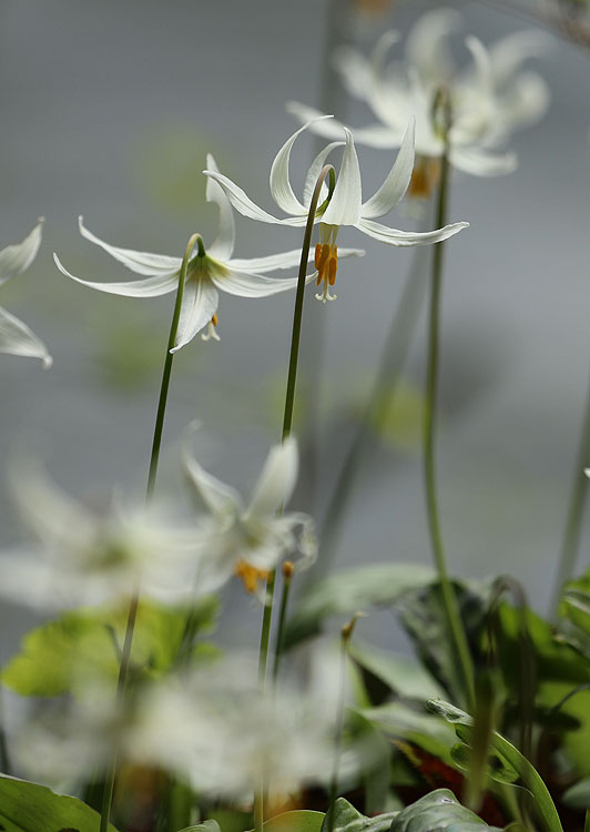 Willie Harvie<br>Fawn lilies