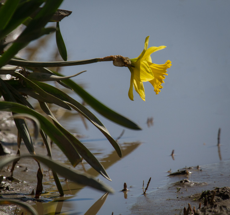 Racine Erland  A Lone Daffodil