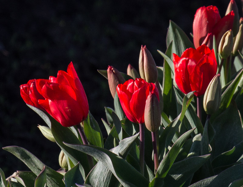 Racine Erland  Tulips - The Flower of Love
