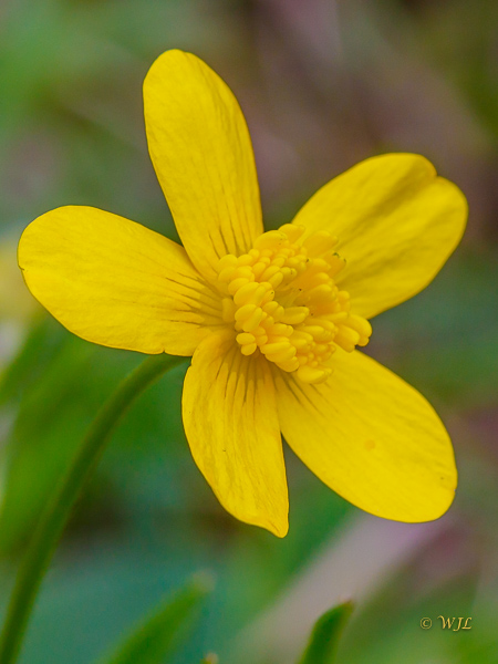 William LabbéWestern Buttercup - Ranunculus occidentalis