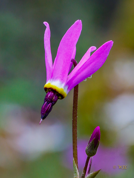 William LabbéShootingstar - Dodecatheon