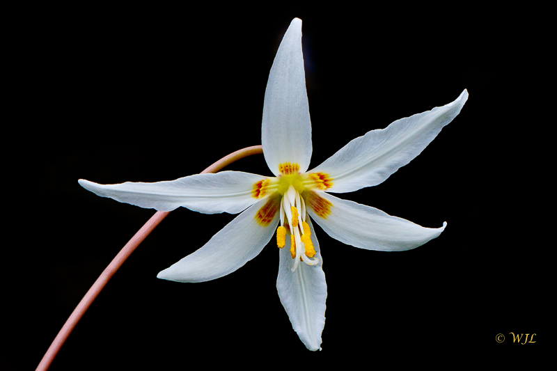 William LabbéWhite Fawn Lily - Erythronium
