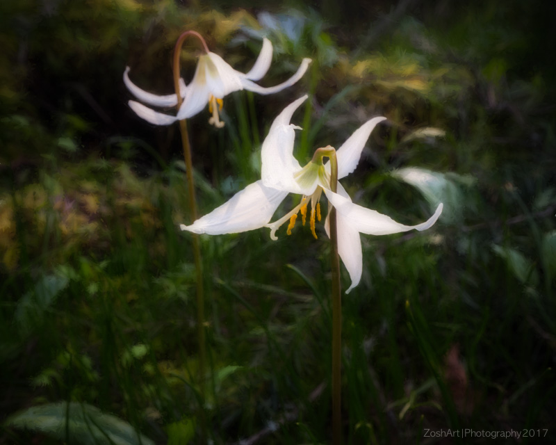 Zosia MillerWhite Fawn Lilies