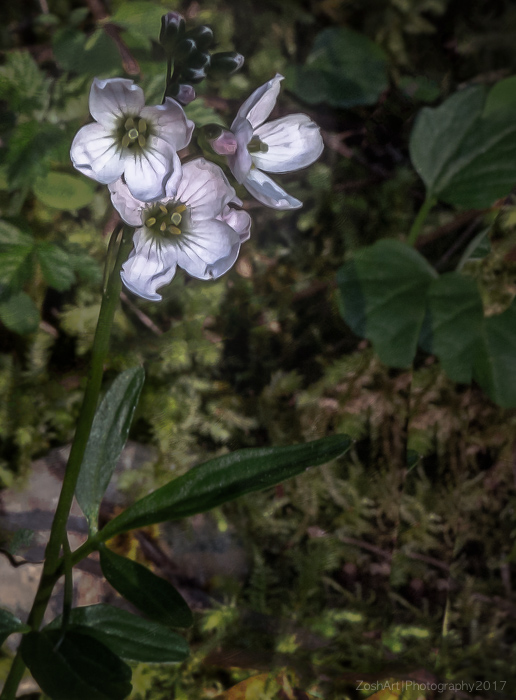 Zosia MillerLady's Smock - Cardamine Pratensis