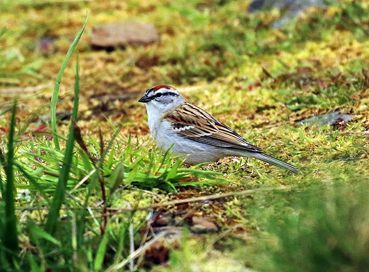 Willie HarvieChipping Sparrow