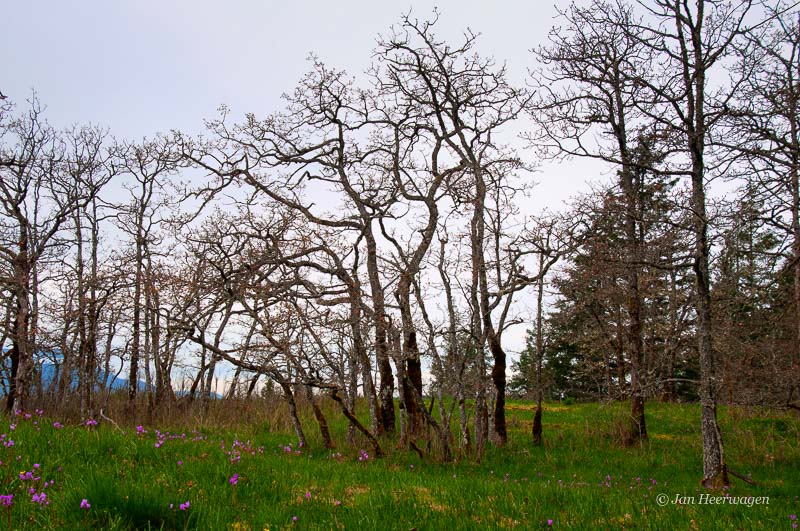 Jan HeerwagenGrass and Oaks