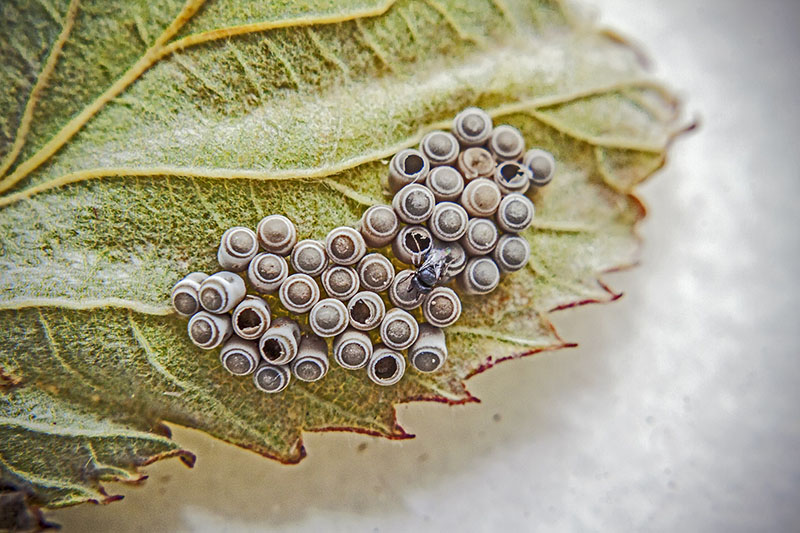 Rosemary RatcliffStink Bug HatchlingCAPA 2017 Macro Competition