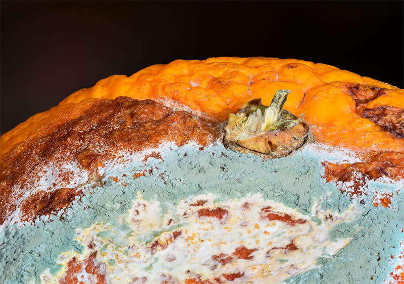 Tony PaineRotten OrangeCAPA 2017 Macro Competition