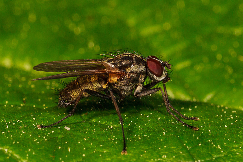 Will LabbeFlyCAPA 2017 Macro Competition