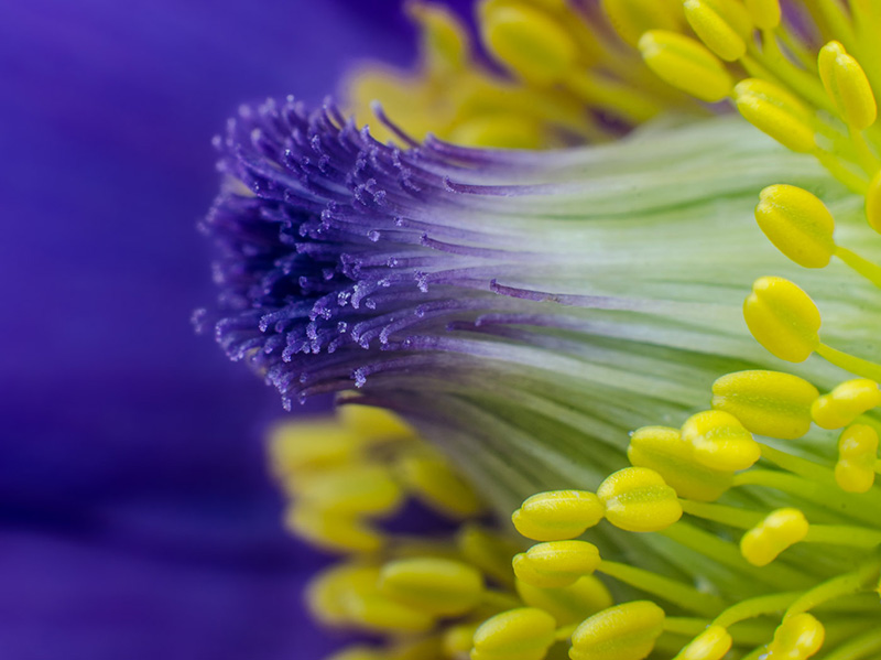 Valerie PayneSpring ExplosionCAPA 2017 Macro Competition Points: 22.5