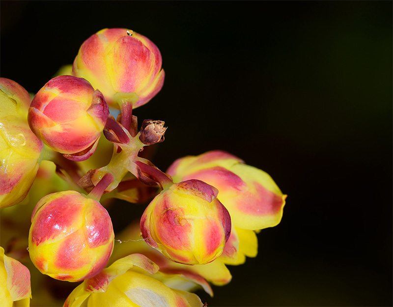 Tony PaineMahonia BudsCAPA 2017 Macro Competition Points: 19.5