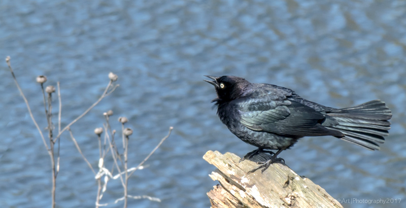 Zosia MillerBrewer's Blackbird