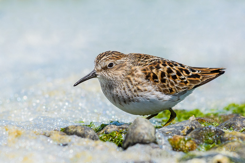 William LabbéLeast Sandpiper
