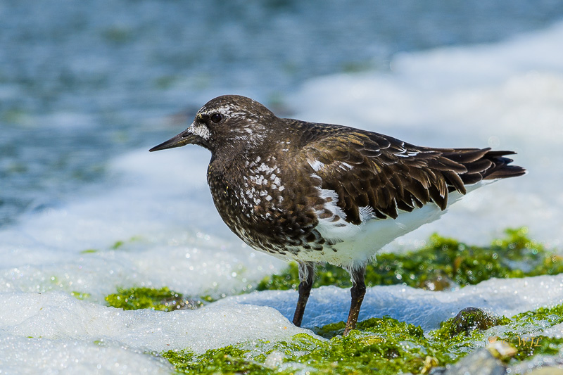 William LabbéBlack Turnstone