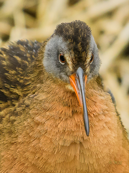 William LabbéVirginia Rail