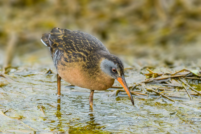 William LabbéVirginia Rail