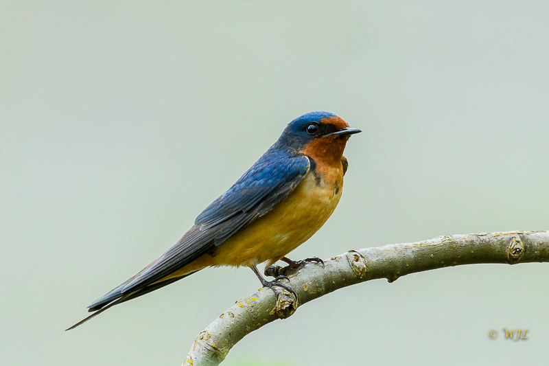 William LabbéBarn Swallow